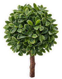 Lucky Tree